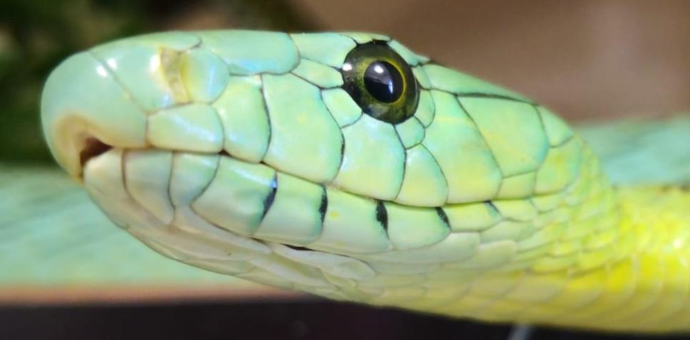 Jameson's mamba, a light green and yellow snake